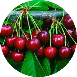 Acerola Cherry Extract